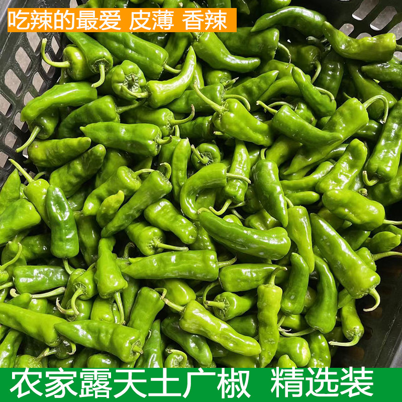 湖北农户薄皮青椒精选余干椒海椒新鲜土辣椒露天蔬菜土广椒现摘发