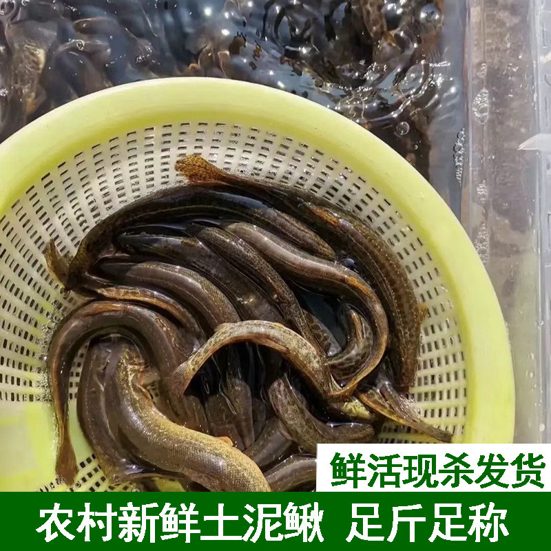 泥鳅农村泥鳅湖北宜昌