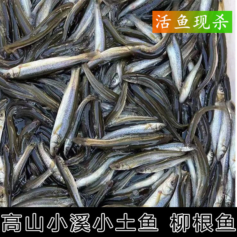 淡水鱼冷水鱼柳根鱼湖北宜昌