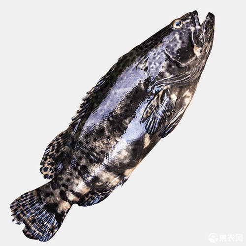 新鲜冷冻黑石斑鱼每条2斤发顺丰