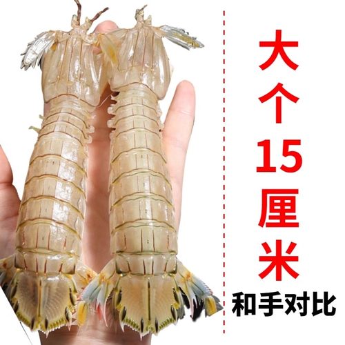 连云港特大虾婆全母带膏