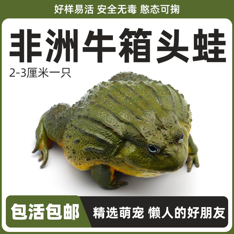 非洲牛蛙活体宠物青蛙非洲牛箱头蛙招财娃活物懒人萌宠小型爬宠