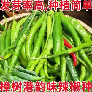 正品樟树港辣椒种子羊角土辣椒孑特产牛角椒湖南四季微中辣椒耐寒