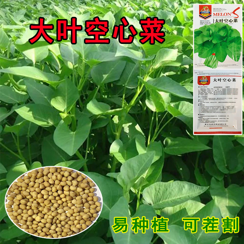 空心菜种子四季阳台蕹菜蔬菜种子盆栽菜菜籽大叶空心菜种籽通心菜
