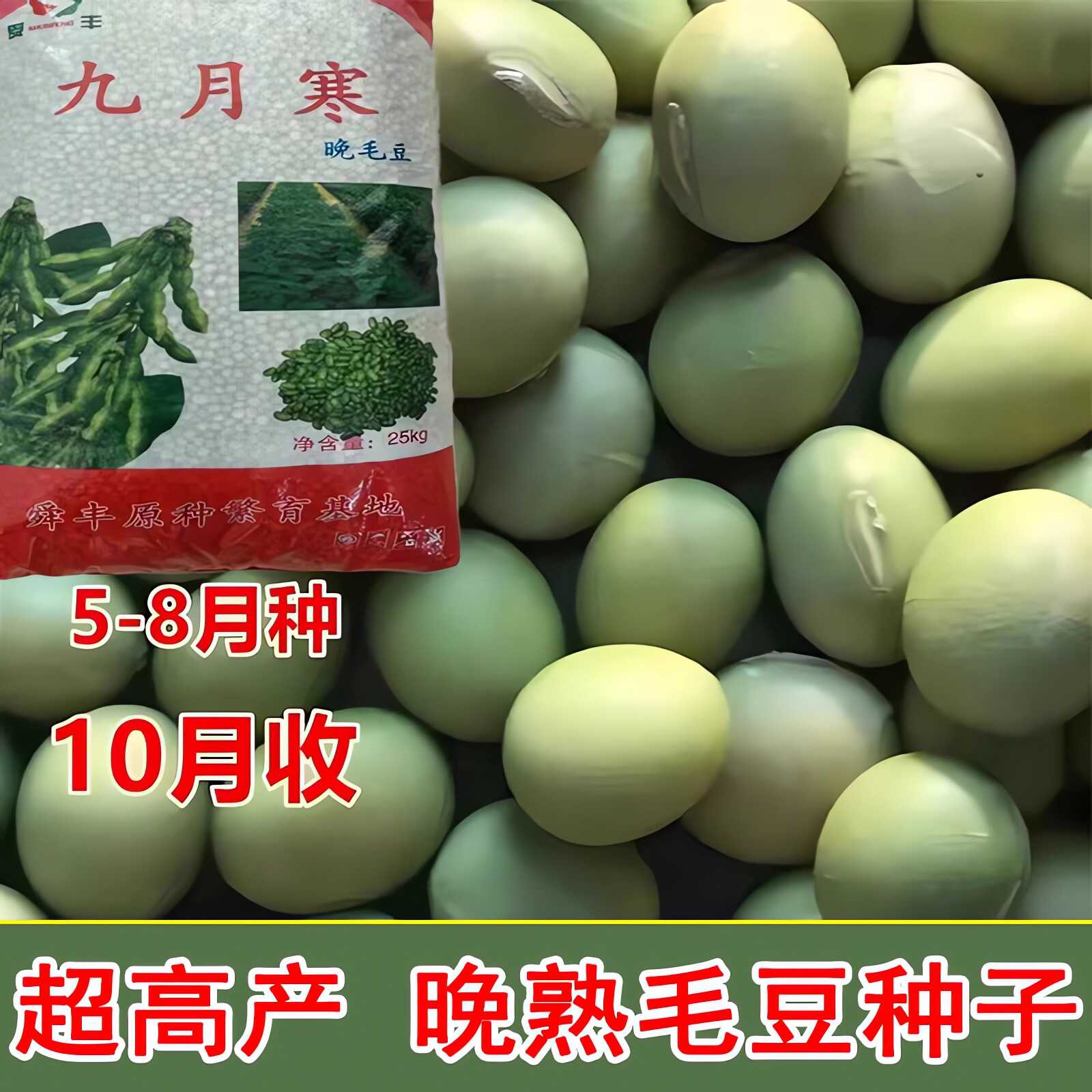 毛豆种子大粒鲜食高产九月寒晚熟