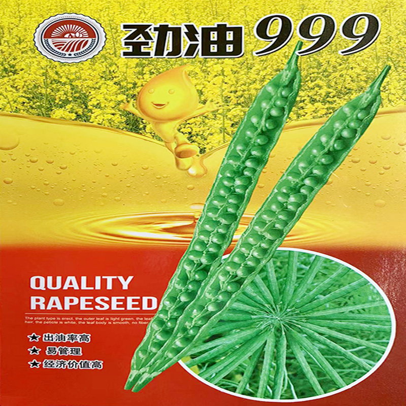 高产油菜种子矮杆油菜籽种子高抗耐旱抗倒早熟杂交油菜种子榨油菜
