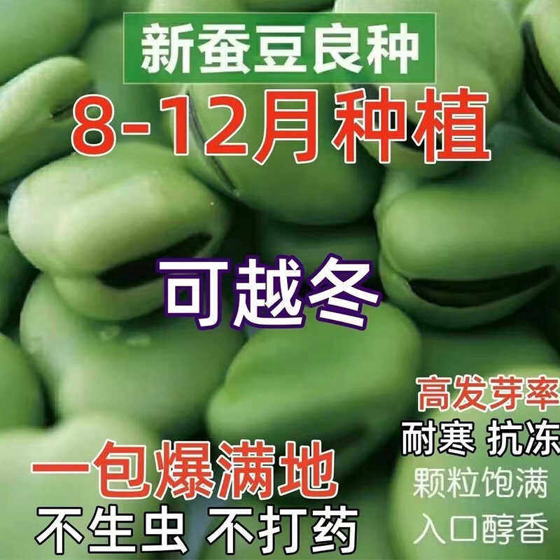 特大七星秋冬季播种早熟耐寒蚕豆
