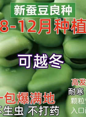 蚕豆种子七星特大蚕豆巨大号罗汉豆种籽秋冬季播种早熟耐寒胡豆籽