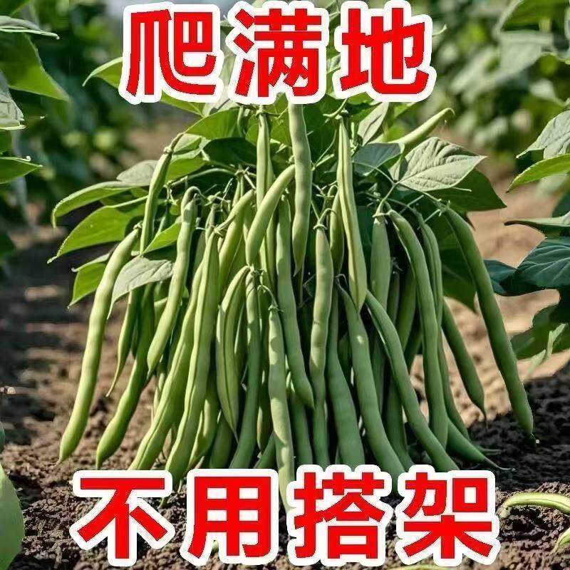 无架四季豆种子易种丰产无筋无丝四季豆春秋播种高产今年新种子