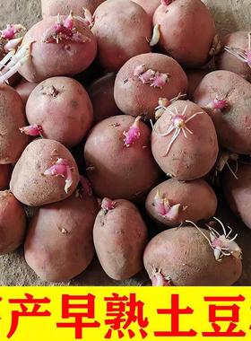 红皮黄心土豆种子发芽早熟农家自种黄皮马铃薯洋芋种专用种子