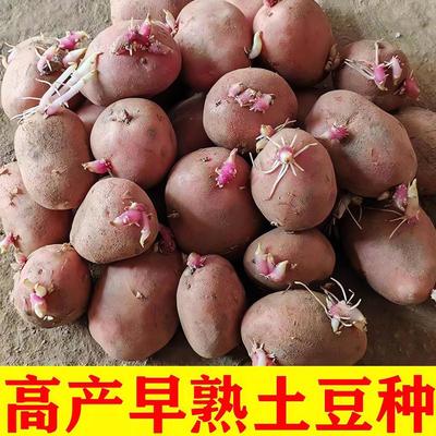 红皮黄心土豆种子发芽早熟