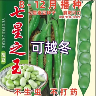 七星蚕豆种子特大蚕豆巨大号罗汉豆种籽秋冬季播种早熟耐寒胡豆籽