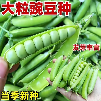 奇珍甜脆豌豆种子耐寒水果甜豌豆大荚青豆甜豌豆尖秋冬季蔬菜种子