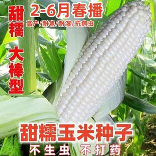白甜糯玉米种子矮杆大棒玉米种子大田高产超甜杂交春秋季蔬菜种
