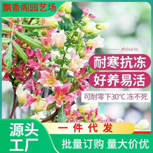 跨境一件代发状元花大树苗文冠花树苗庭院盆栽地栽耐寒耐热浓香
