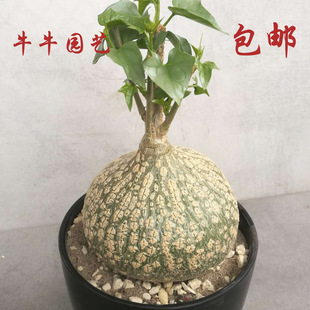 跨境牛牛园艺，钱袋子， 银叶睡布袋 多肉植物 葫芦科块根植物