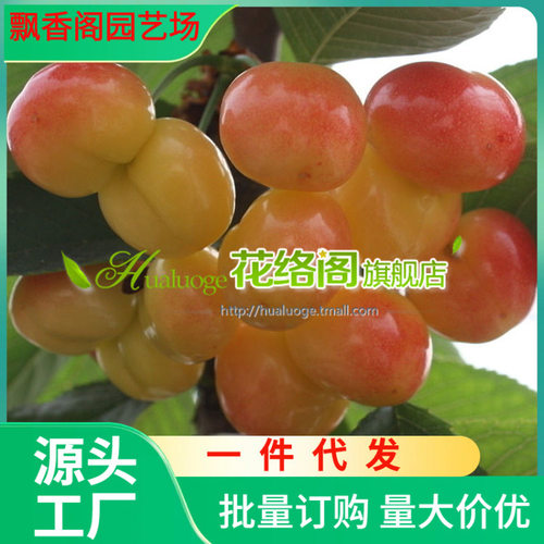 跨境正宗南早红樱桃苗南北方种植庭院地栽嫁接特大车厘子阳台
