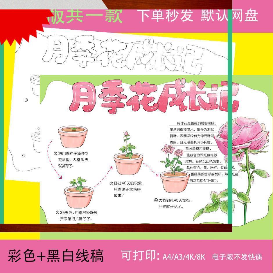 月季花成长记手抄报模板电子版自然笔记植物观察生长记录