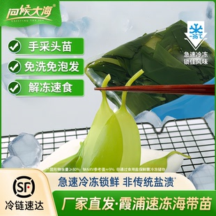 问候大海速冻海带苗霞浦新鲜嫩脆火锅凉拌煲汤食材非干货火锅店款