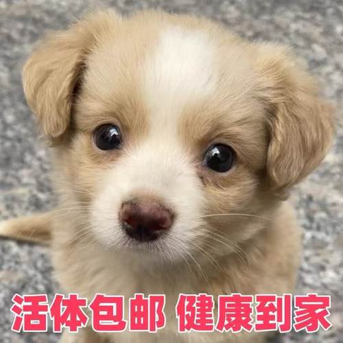 中华田园犬小型长不大适合小孩家养的高智商狗狗活物狗崽狗仔幼犬