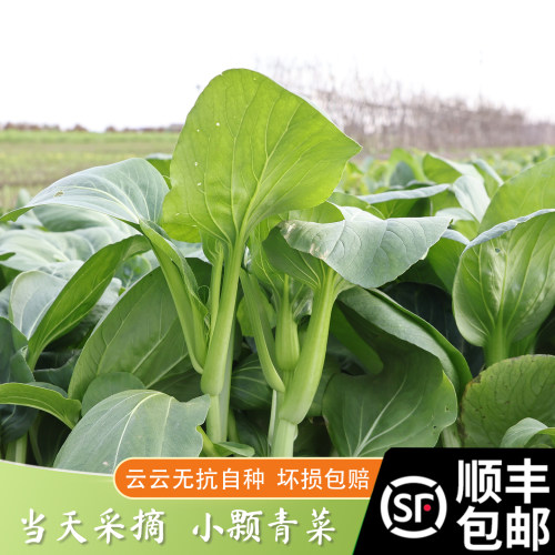 新鲜小青菜糯甜当季顺丰包邮