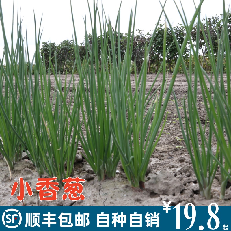 四季小香葱种子种籽苗红根