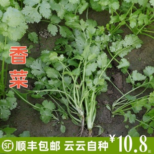 农家新鲜蔬菜现摘现发香菜苏北特产顺丰包邮香菜叶菜