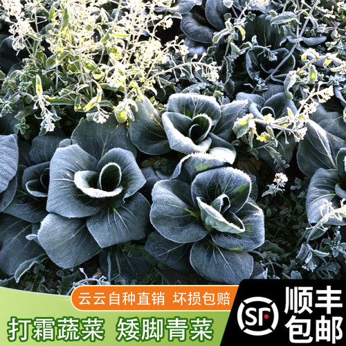 苏州青青菜软糯香甜农家自种
