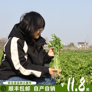 顺丰包邮苏北特产小香芹老品种药芹嫩芹菜土芹菜新鲜现摘现发