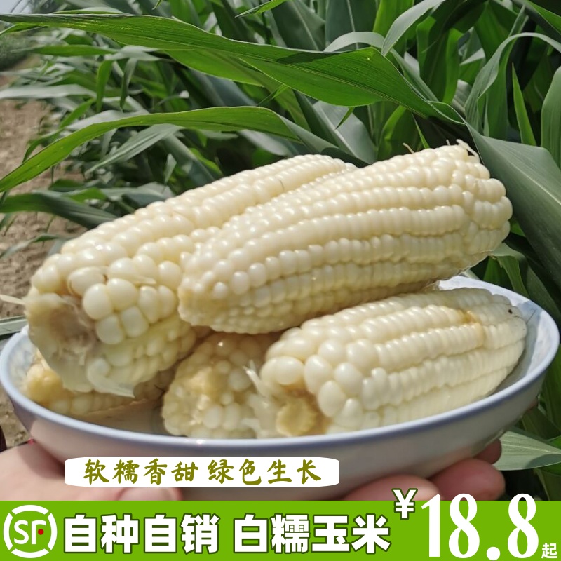 白糯玉米软糯香甜现摘现发