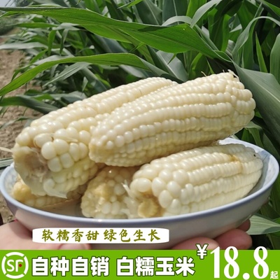 白糯玉米软糯香甜现摘现发