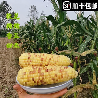 顺丰包邮苏北特产农家自种 花糯玉米 甜糯 露天绿色生长