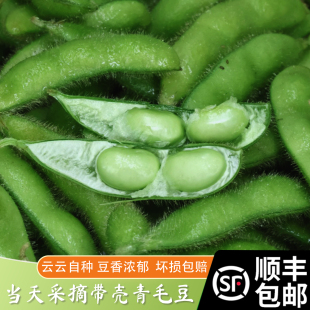 顺丰包邮农家自种苏北特产 毛豆新鲜 带壳当季时令蔬菜