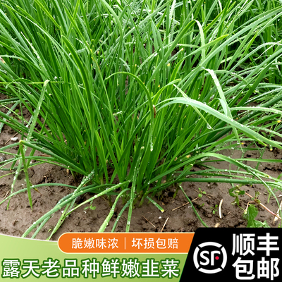 苏北农家自种韭菜种子