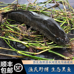 农家原生态黑鱼乌鱼现杀术后滋补炖汤冷链保证鲜活现杀现发