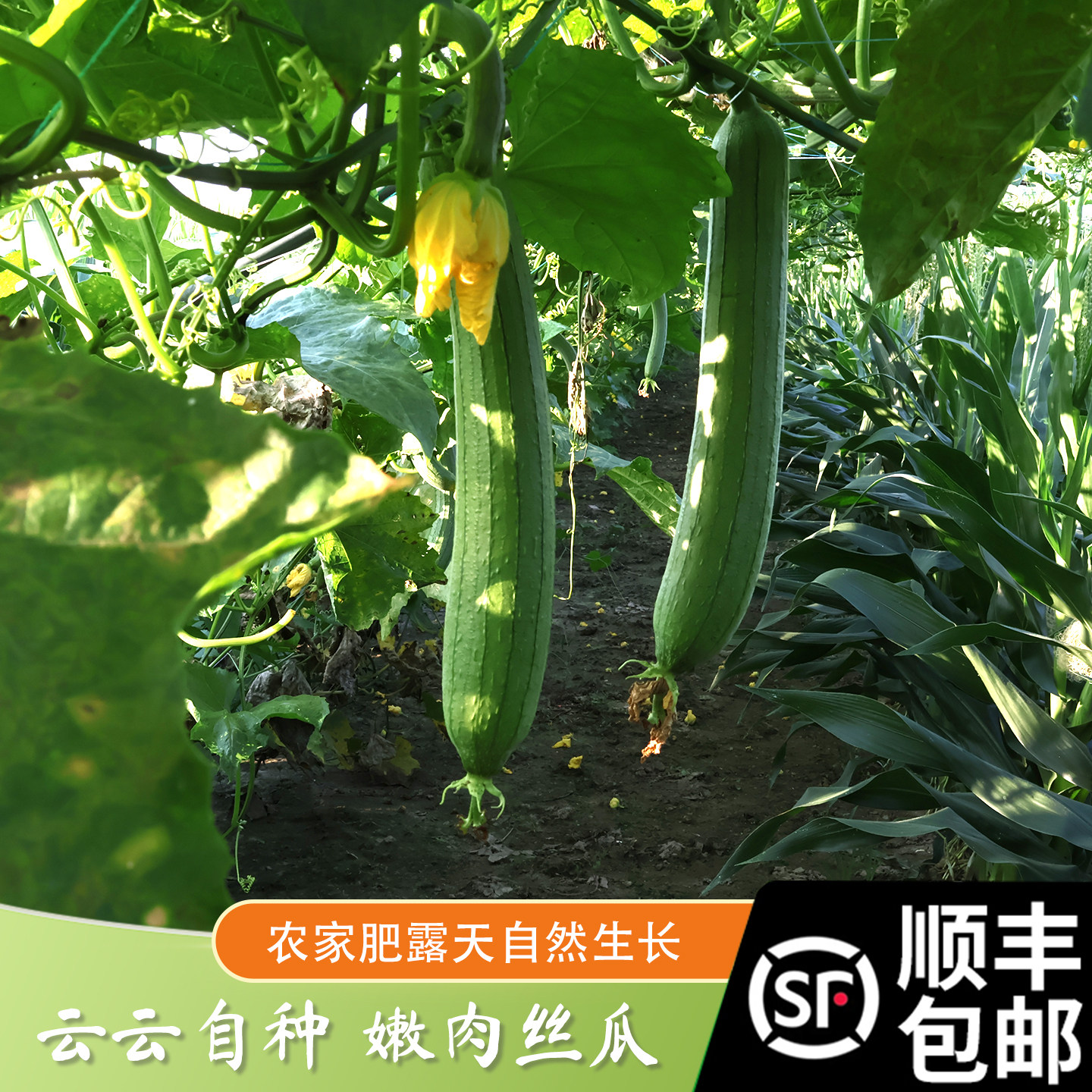 顺丰包邮苏北特产 肉丝瓜新鲜 肉丝瓜现摘现发 当季时令蔬菜