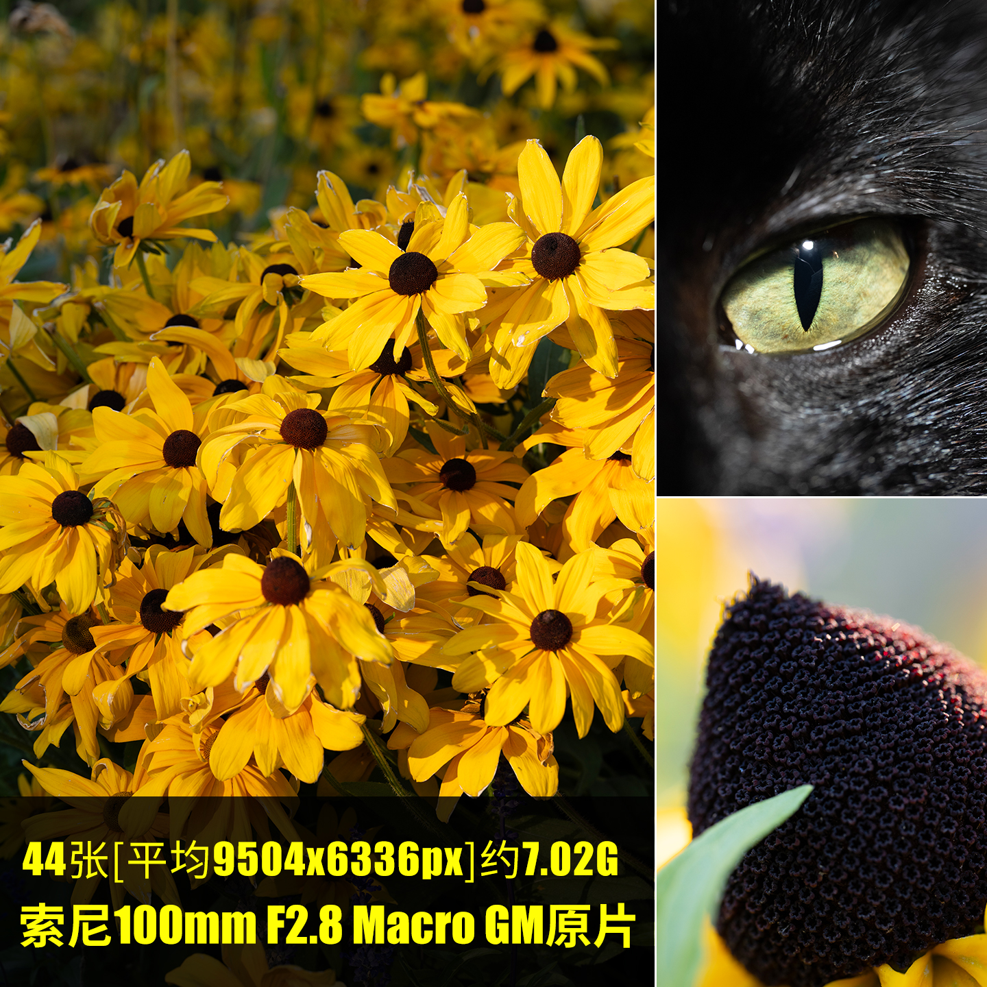 索尼100mmF2.8Macro GM原片RAW+JPG相机直出未修原图高清素材图片