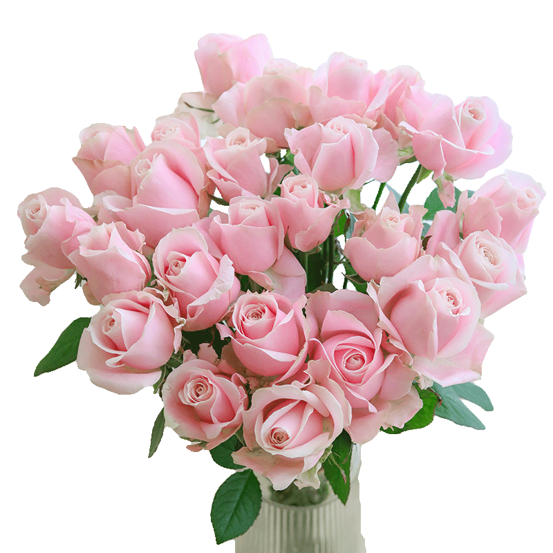 如意随机玫瑰鲜切花家庭高品质顺丰包邮基地直发坏损包赔