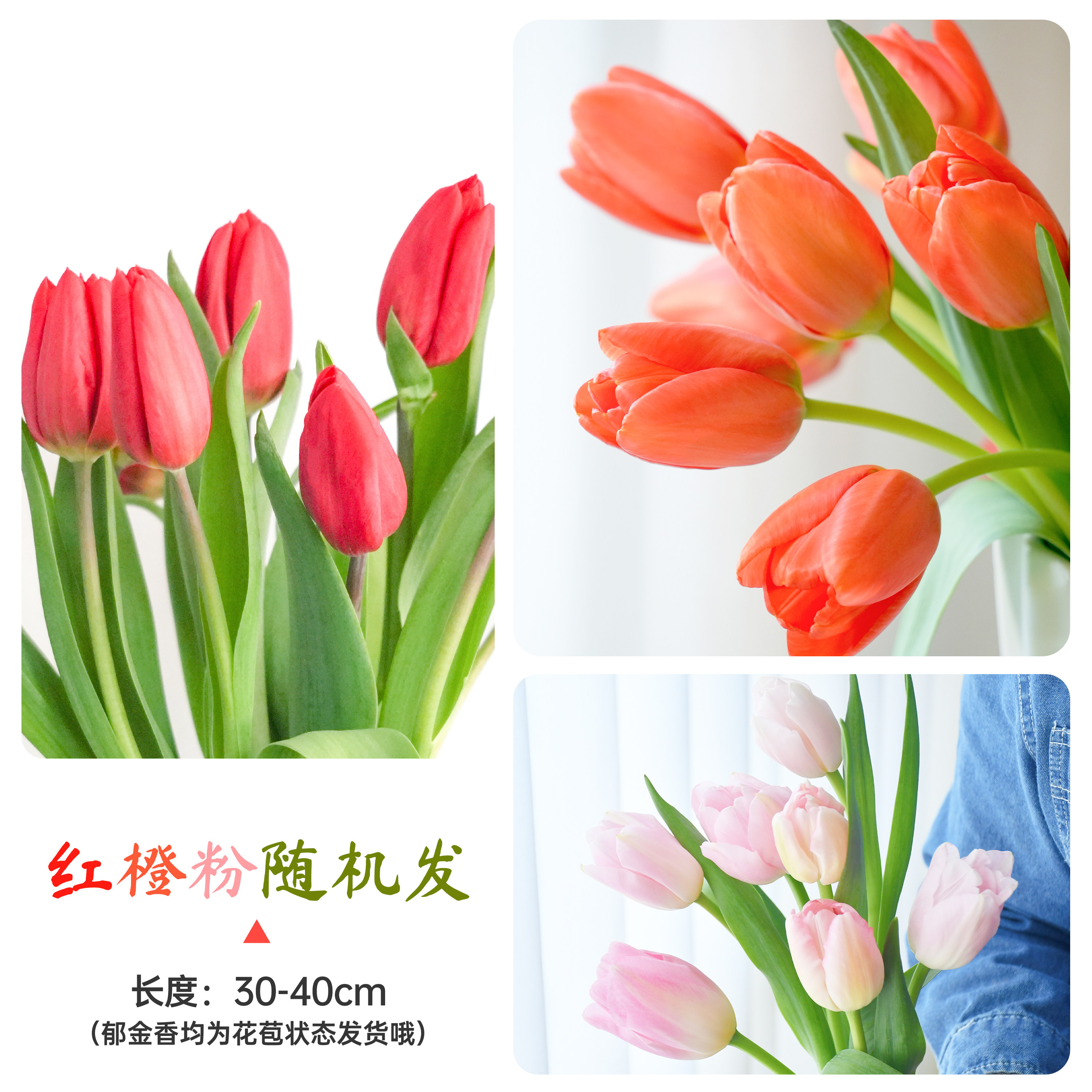 如意郁金香室内春节情人节顺丰