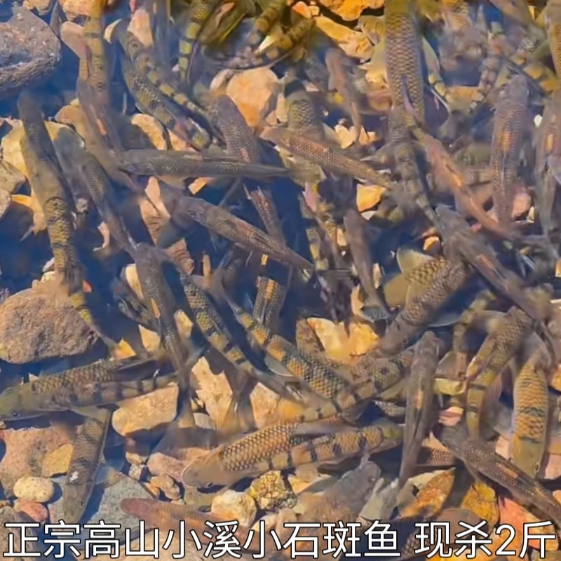 湖北宜昌石斑鱼小河鱼新鲜小石斑鱼淡水鱼小土鱼小麻鱼现杀包邮