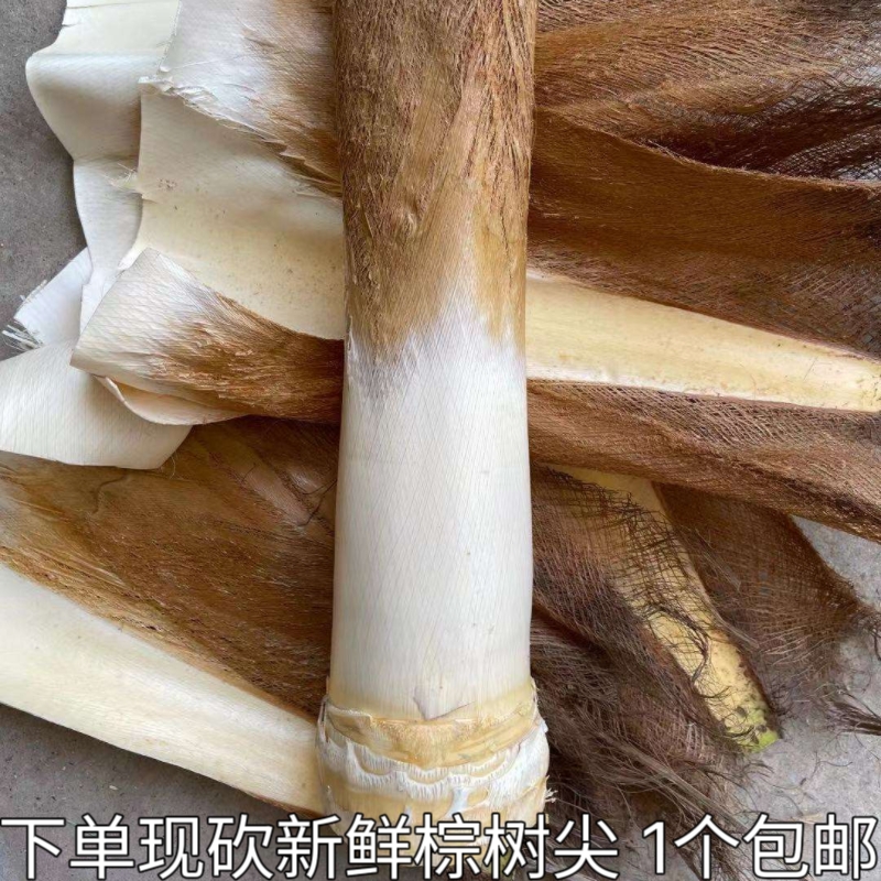 棕树尖棕榈芯棕树头棕榈心