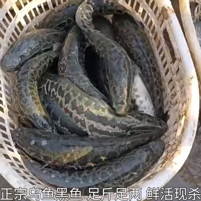 湖北新鲜黑鱼乌鱼乌棒蛇头鱼才鱼财鱼炖汤术后滋补炖汤现杀包邮