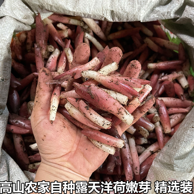 阳荷笋洋合洋荷姜笋野生新鲜野良姜洋火茗荷盐荷湖北宜昌特产包邮