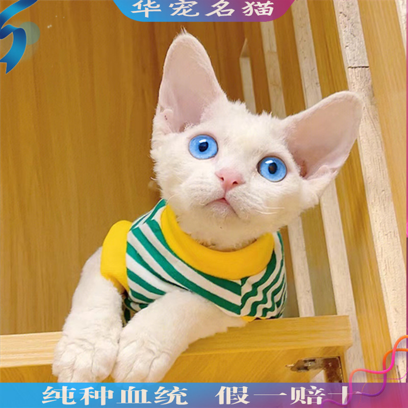 德文卷毛猫幼猫白色蓝眼睛活体纯种血统短毛深圳猫舍纯黑双色活物