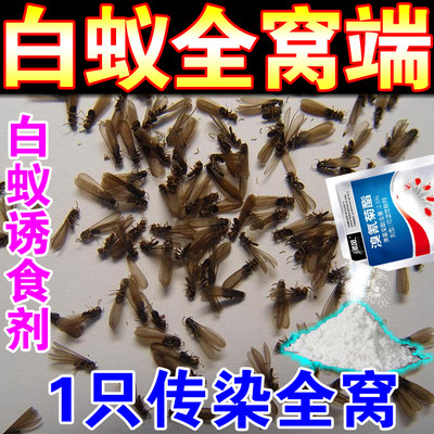 灭飞蚁白蚁蚂蚁防治室内杀虫粉剂