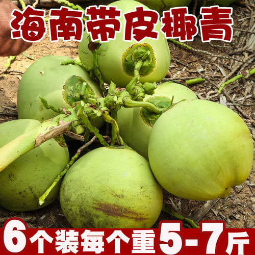 海南新鲜带皮椰青6个装椰子孕妇热带水果嫩果青椰汁大果现摘现发