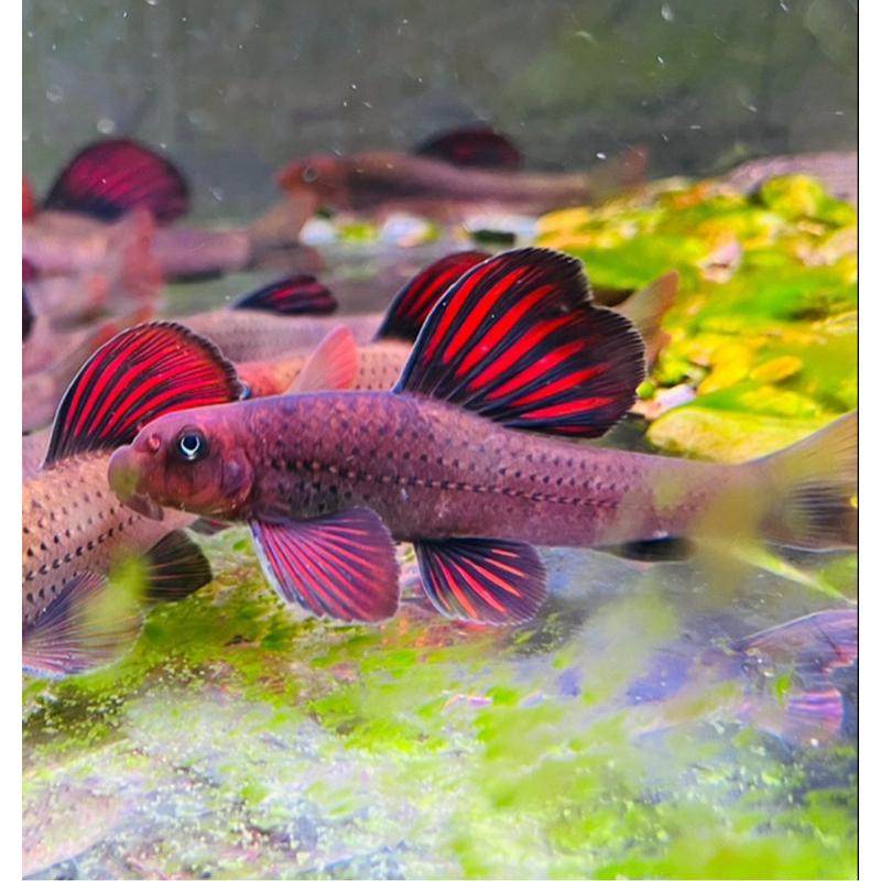 建德小鳔鮈原生鱼冷水鱼不加温底栖清道夫除藻鱼观赏鱼棒花鱼