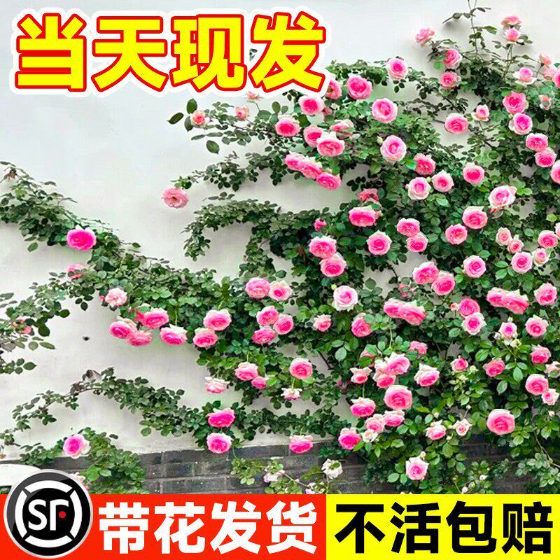 速发蔷薇花苗爬藤四季开花耐寒台庭院爬墙花卉植物藤本月季玫瑰盆