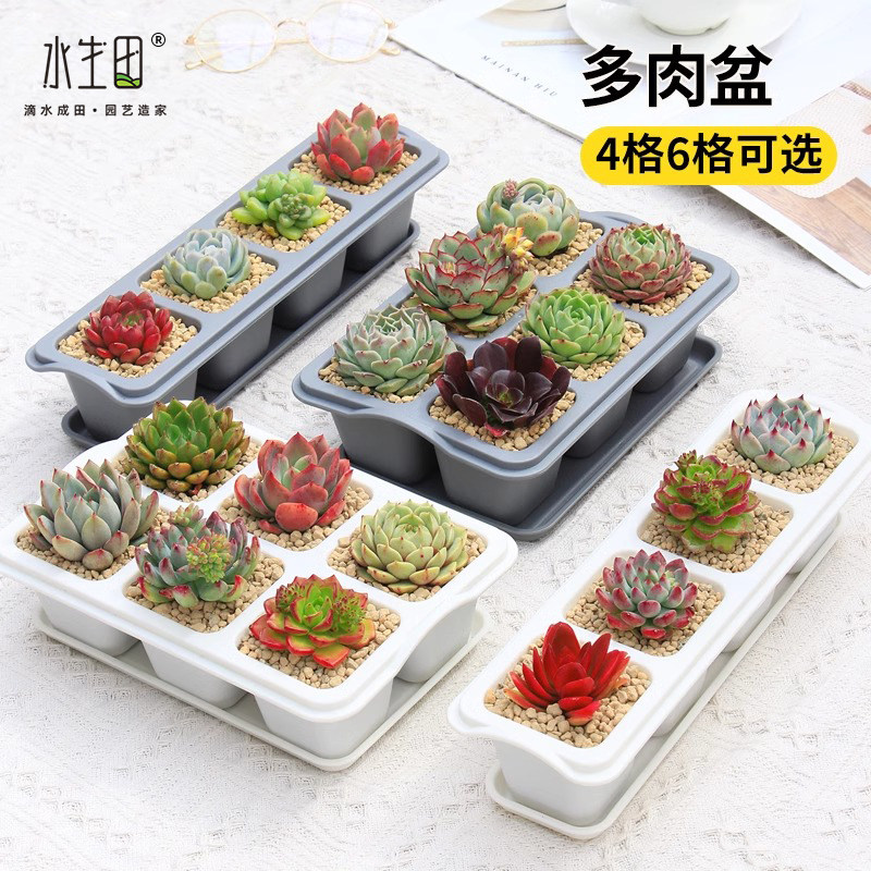 速发多肉专用盆花性个盆创意塑方形长料套装组合带托盘植物控根育