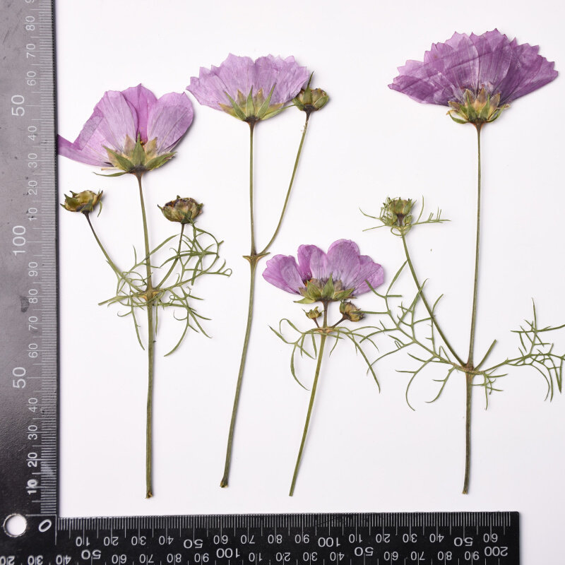 现货速发N6RS大尺寸侧压格桑花押花干花客厅装饰材料幼儿园手工制